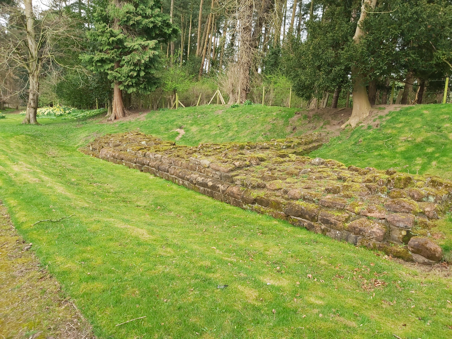 A colour photo showing the base of a stone wall bordered by grass banks - there are three courses of stonework making up the remains of this wall, and these are covered in low level weeds and moss - in the background there is a dense area of mature trees