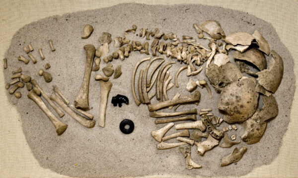 A childs skeleton which appears to be badly fragmented