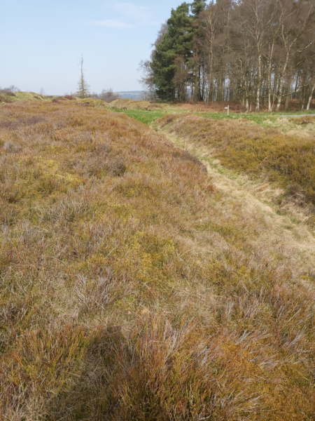 A colour photo from Cawthorn Camps showing a narrow path through thick grass, linking to another path at a crossroad - there are mature trees in the top right, and a waymarker that highlights the photos large scale