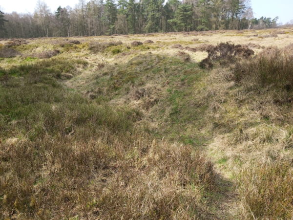 A colour photo from Cawthorn Camps showing a narrow winding path through an area of rough heathland, with thick grass, heather, and gorse - along the top egde there is a band of mature trees that then leads into the distance at the right hand side