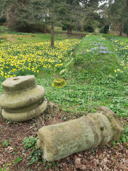 A colour photo showing two column bases lying on rough ground - behing these there is a regular shaped mound with a few blue crocuses growing on it - either side of this there are large patches of daffodils - mature trees can be seen in the background