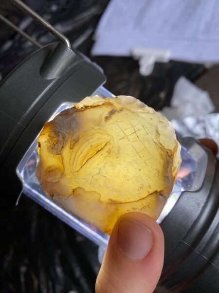 A colour photo showing the remains of an oyster shell about about 40mm across being illuminated from behind to highlight the fine details of graffiti in one corner