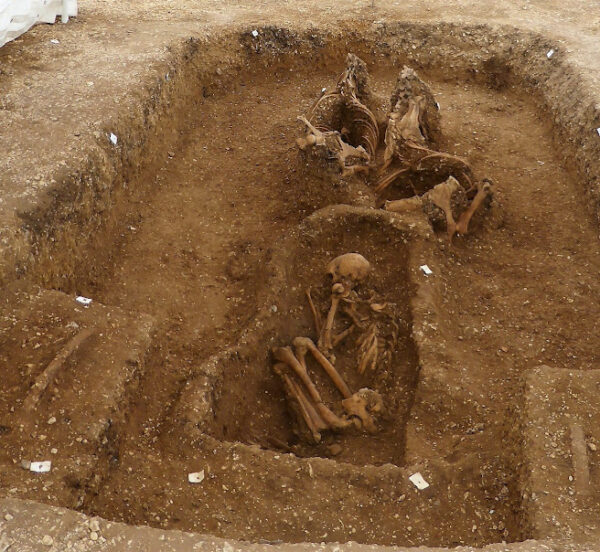 Two horse skeletons positioned in front of a male skeleton in a chariot in Pocklington.